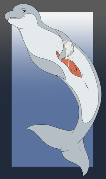 Flipper cover