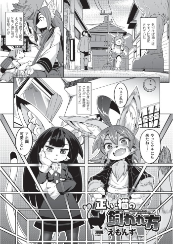 Tadashii Neko no Kawa Rekata cover