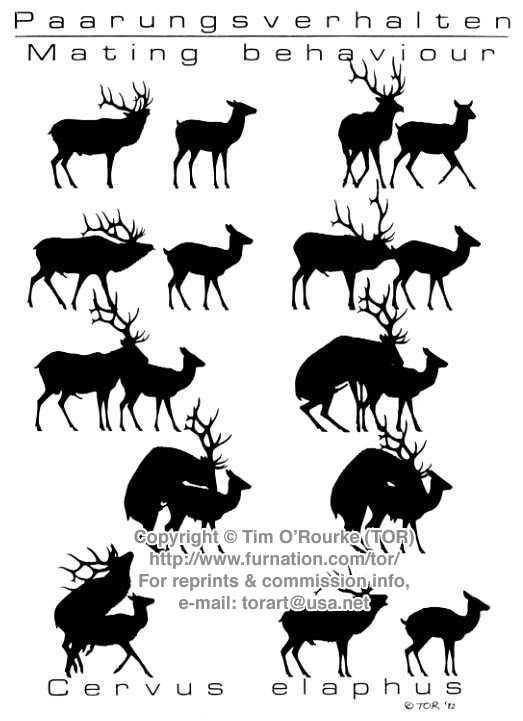 Tor Gallery Complete page 2 full